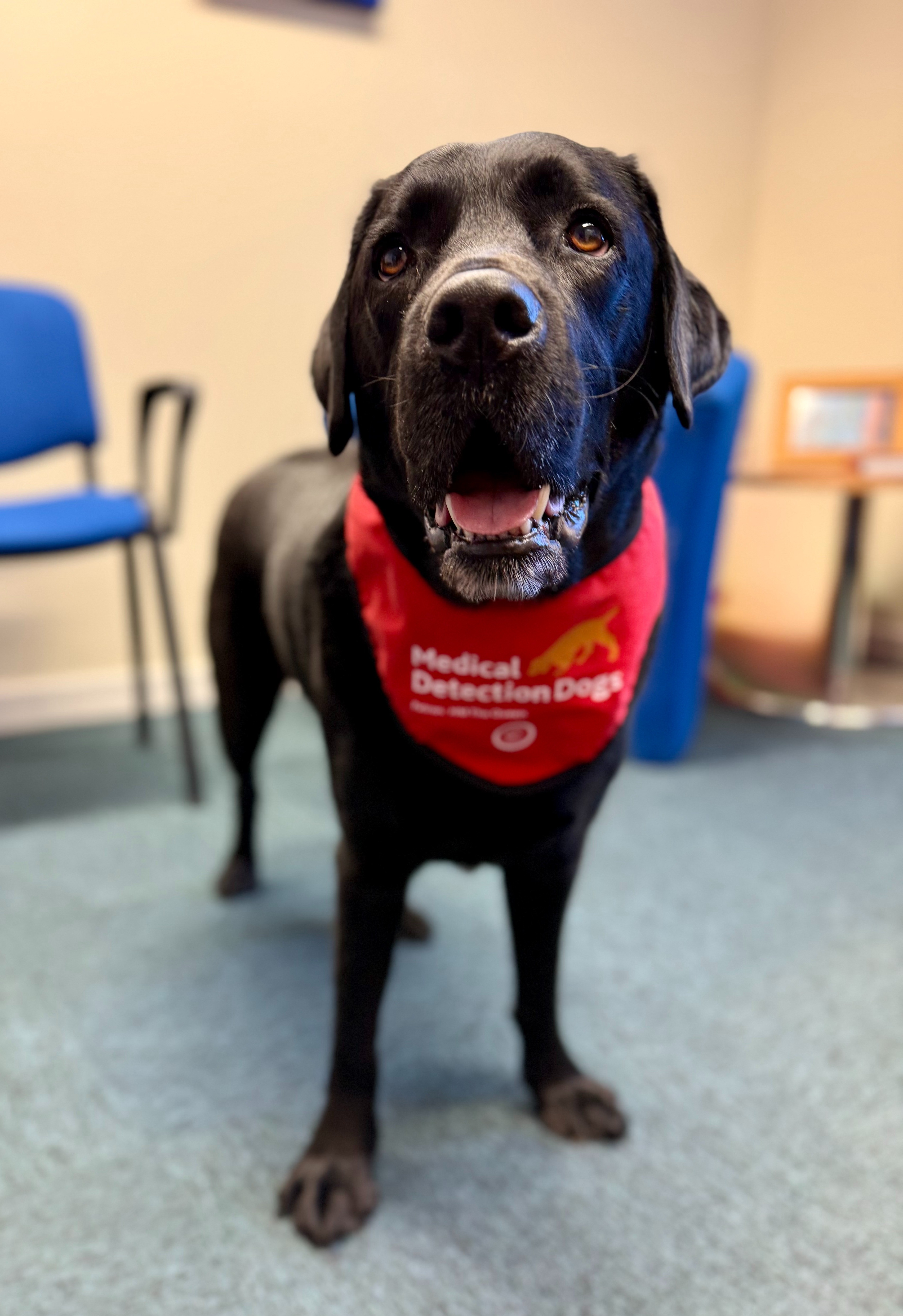 Medical Detection Dog